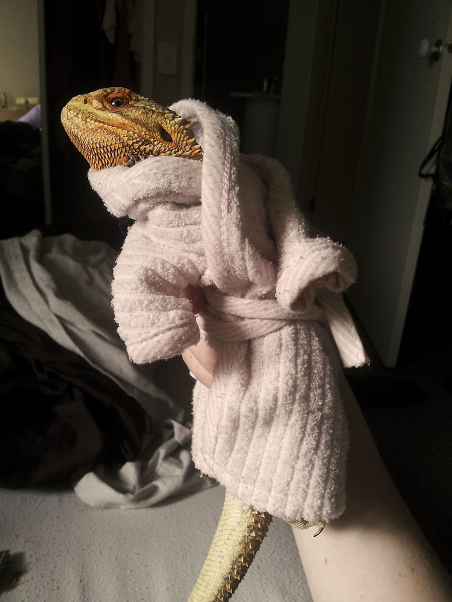 Meet Pringle: The Cute Bearded Dragon That Never Gets Bored