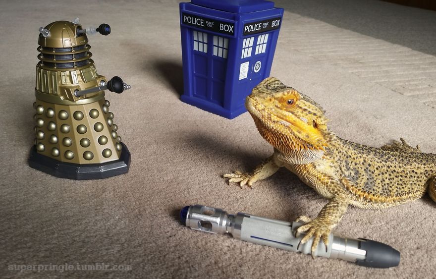 Meet Pringle: The Cute Bearded Dragon That Never Gets Bored