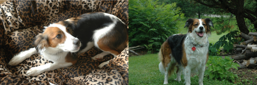 Turbo: Rescued From A Killing Station In Spain To Happy In Ontario