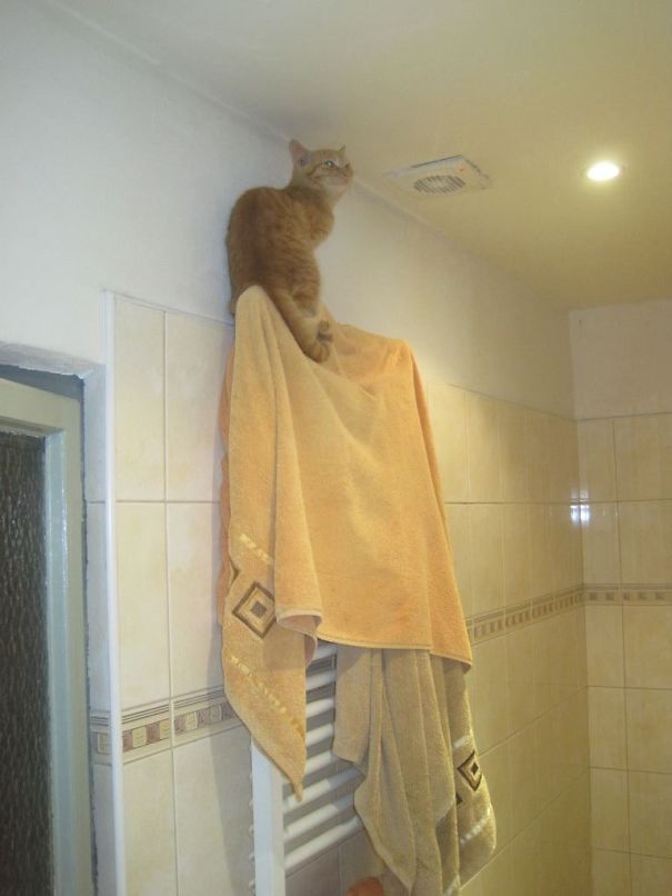 Nobody Is Higher Than Me!