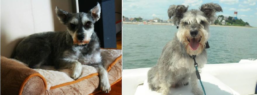 Smokey. Rescued From Abusive Owners But Is Now Loving Life!