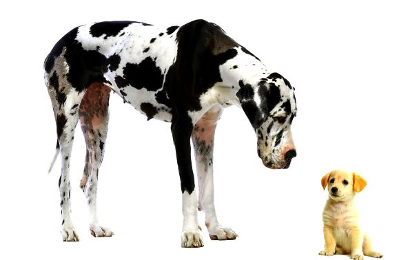 Great Dane And Little Puppy