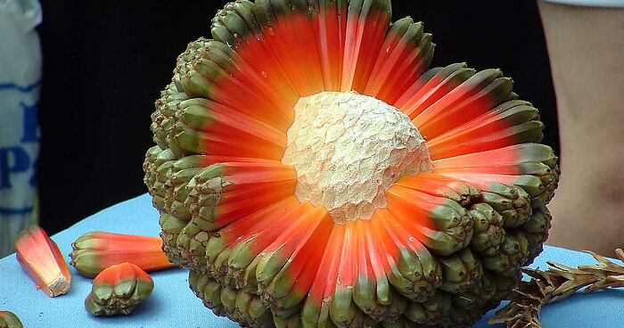 46 Of The World’s Weirdest Fruits And Vegetables