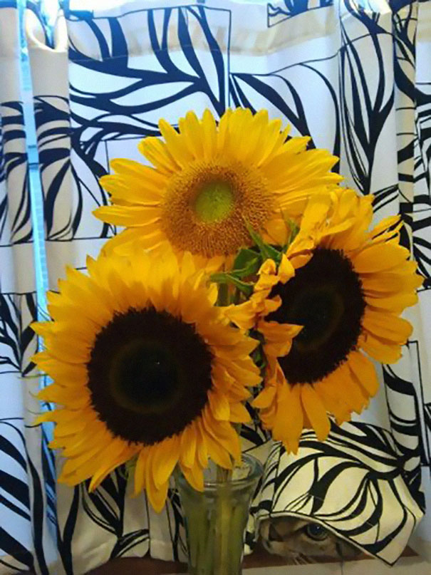 Sunflowers in a vase with a hidden surprise behind them peeking through patterned curtains.