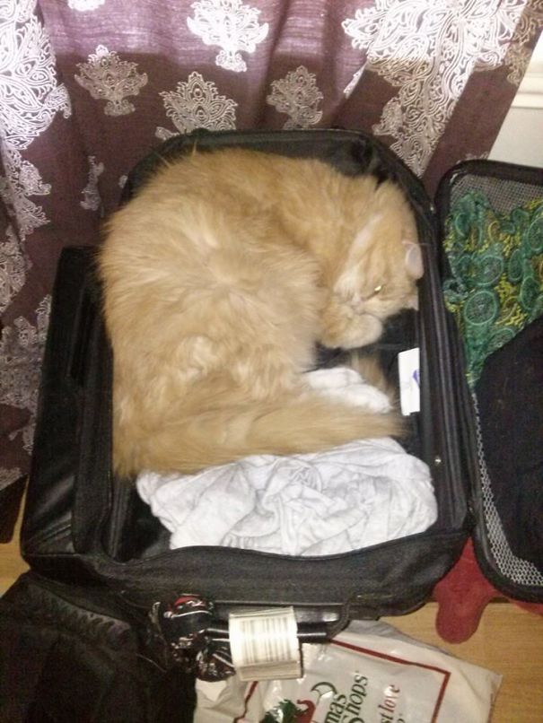 Stowaway