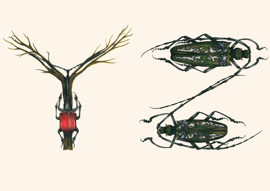 This Insect Alphabet Took Me 2 Years To Complete