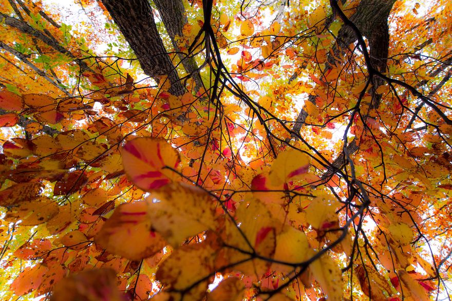 Most Of My Time I Spend Walking In The Forests And Photographing Nature Most Of My Time I Spend Walking In The Forests And Photographing Nature