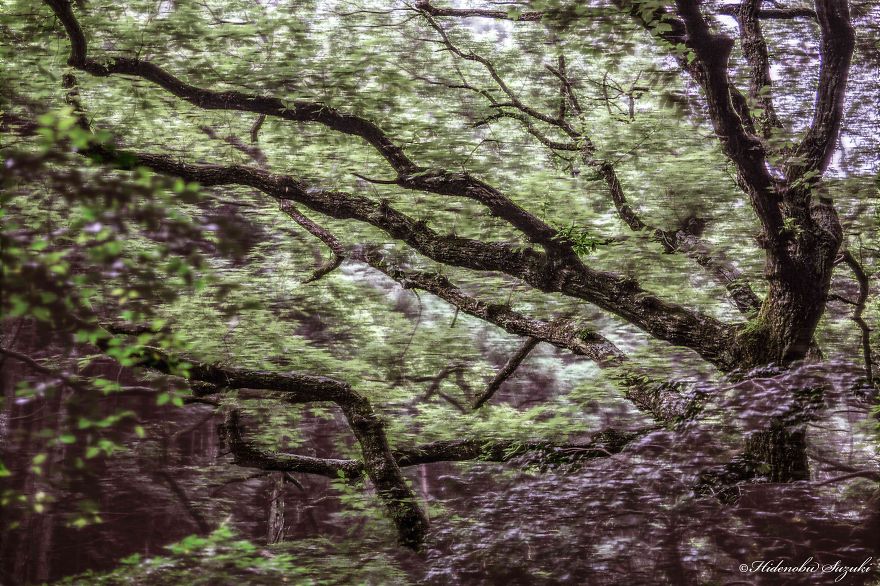 Most Of My Time I Spend Walking In The Forests And Photographing Nature Most Of My Time I Spend Walking In The Forests And Photographing Nature