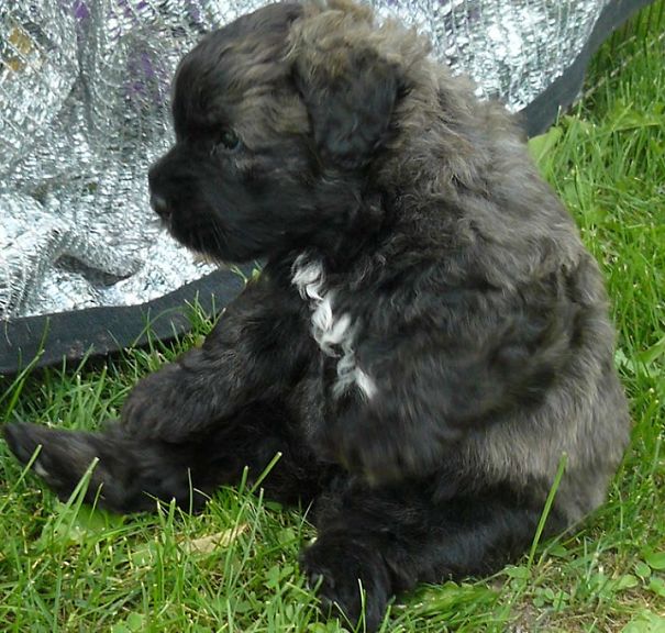 Bouvier De Flandres Puppy
