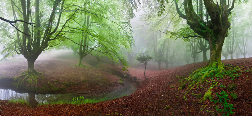 "the Forest Maravillador” Otzarreta, Vasque Country, Spain