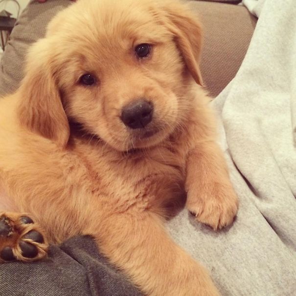 Golden Retriever Puppy