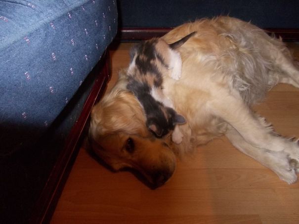 Sara And Tomcat By My Dear Friend