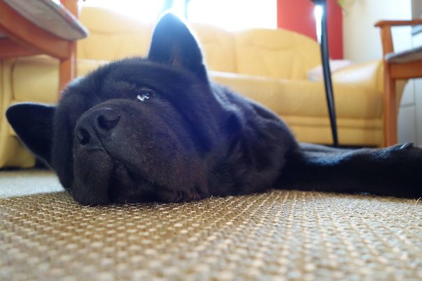 Chow-chow Shorthair - Bonny :)