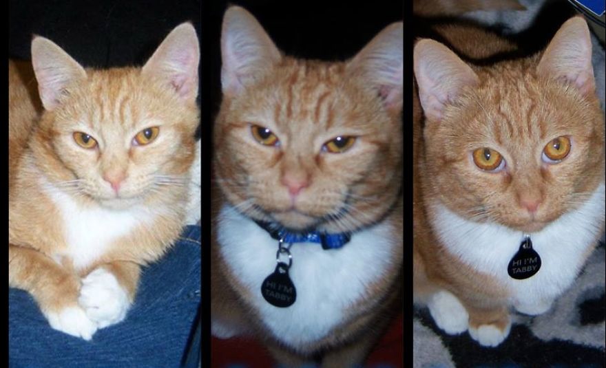 Tabby Each Year On Her Rescue Date.