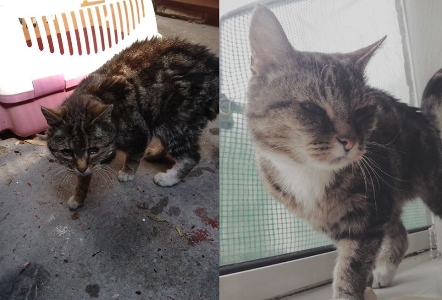 Stray Cat We Rescued, Then A Month After Her Rescue!