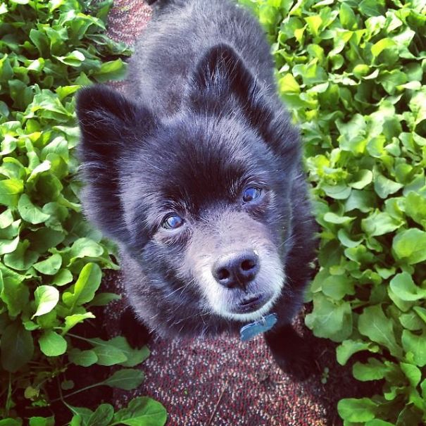 Pomeranian-schipperke (full Grown!)