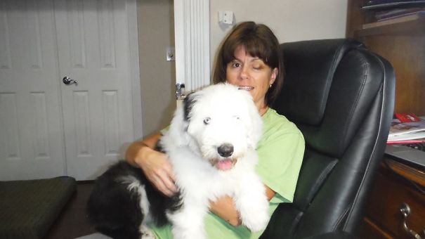 Old English Sheepdog Puppy