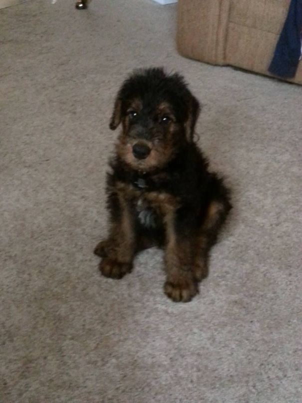 Chuck The Airedale Terrier Puppy