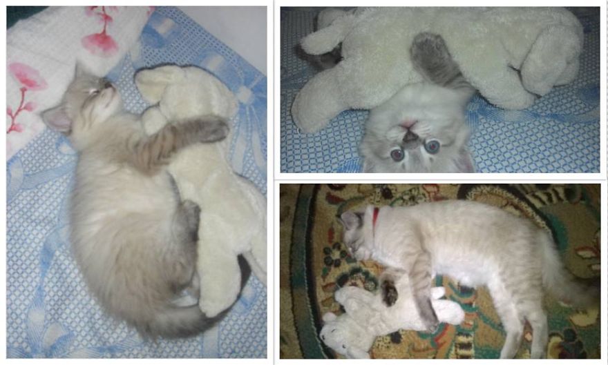 Blu And His Toy....2 Months & 10 Months