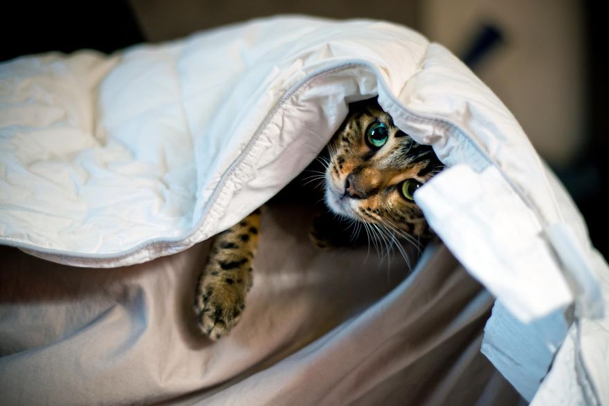 My Photos Of Me Slowly Becoming A Crazy Cat Lady My Photos Of Me Slowly Becoming A Crazy Cat Lady