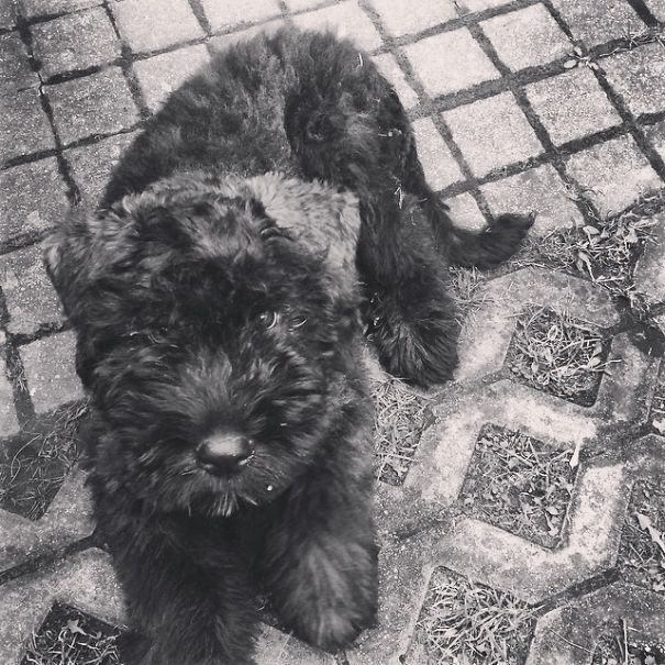 Bouvier Puppy
