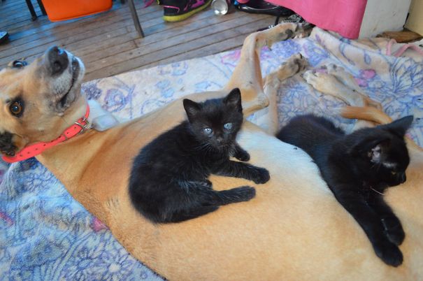 Greyhounds Are Such Kind And Gentle Creatures ^_^