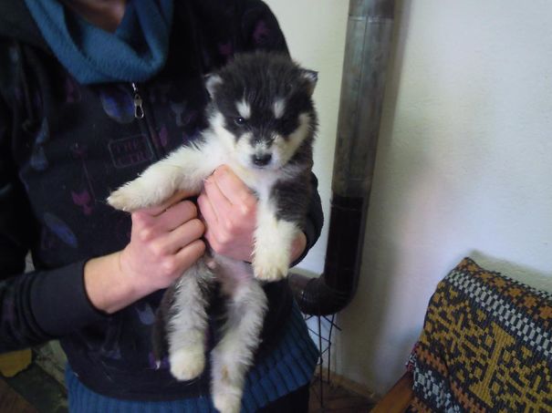 My Alaskan Malamute Puppy