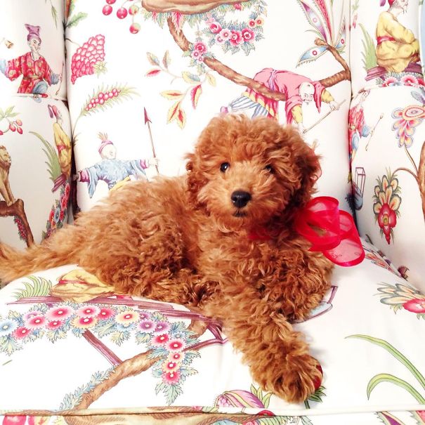 Winston The Toy Poodle