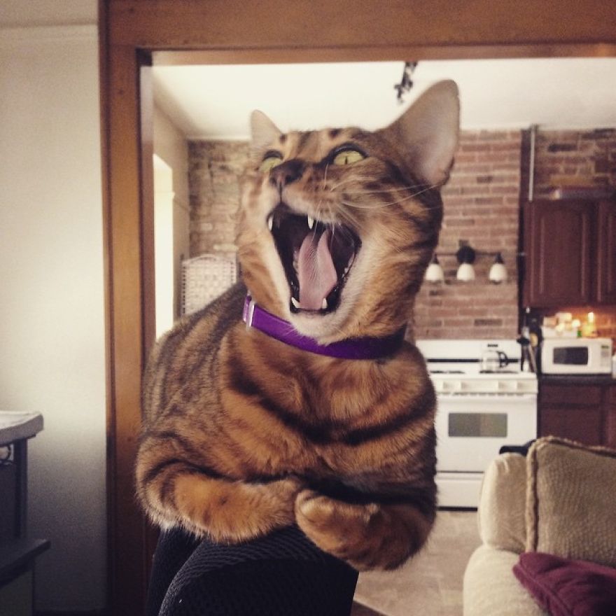 My Photos Of Me Slowly Becoming A Crazy Cat Lady