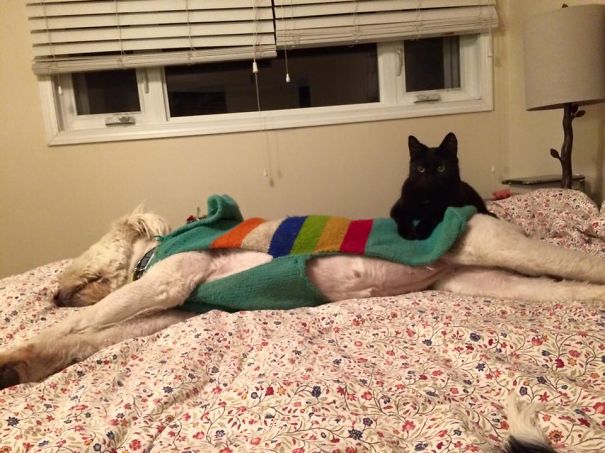 Cat Tested And Approved!