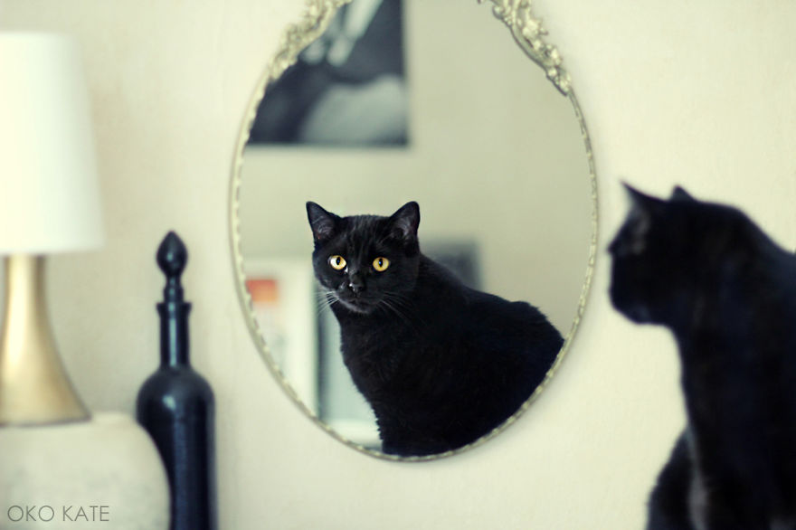I Photograph My Cats Looking At Mirrors