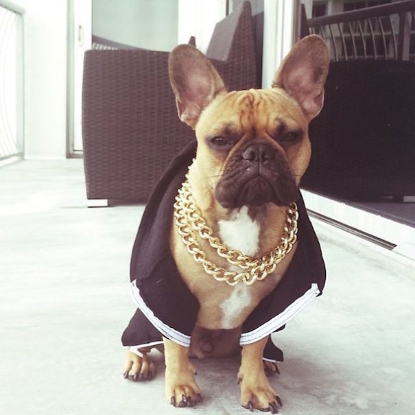 Rich Dogs Of Instagram: The Proof That Pups Live Better Than Humans