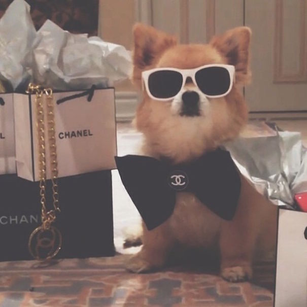 Rich Dogs Of Instagram: The Proof That Pups Live Better Than Humans Rich Dogs Of Instagram: The Proof That Pups Live Better Than Humans
