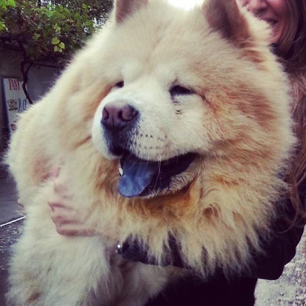 Chow Chow