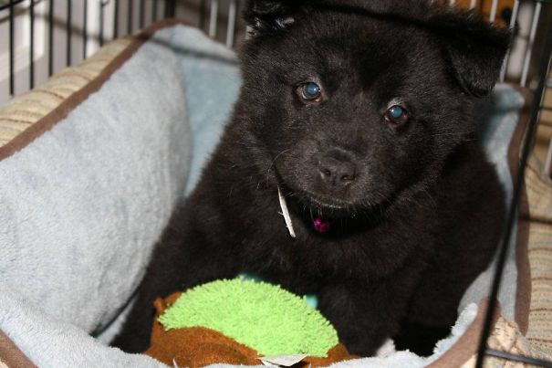 Mixed Chow-chow Puppy