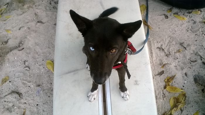 Monsoon The Borneo Rescue Dog