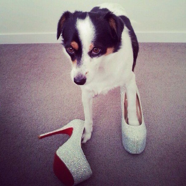 Rich Dogs Of Instagram: The Proof That Pups Live Better Than Humans