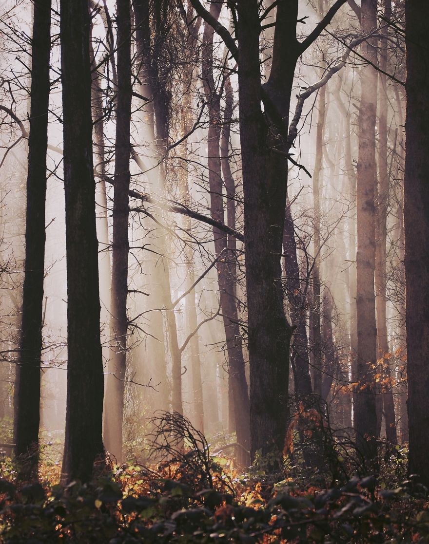 Mere Sands Woods, England
