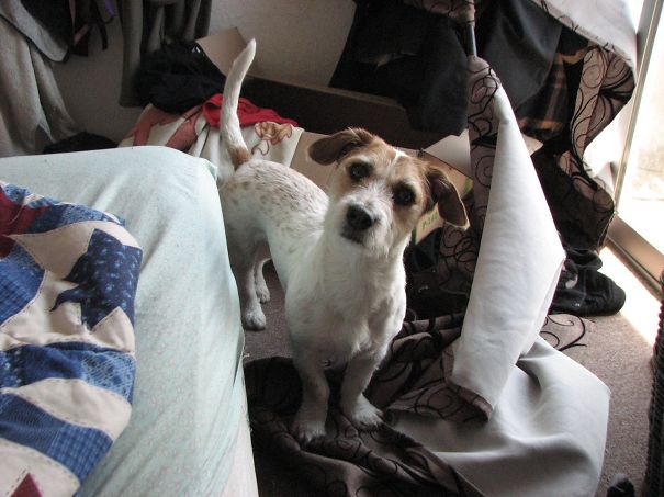 When The Dog Decided To "help" With The Packing.