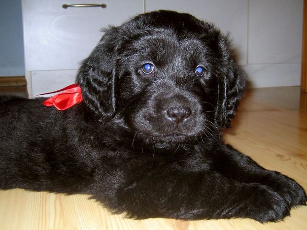 Black Golden Retriever Puppy