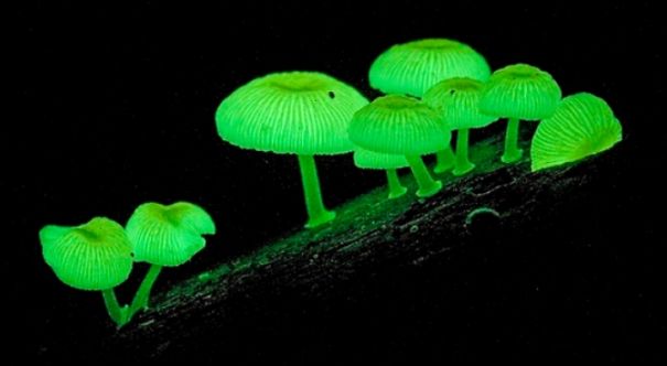 Glow In The Dark Mushrooms