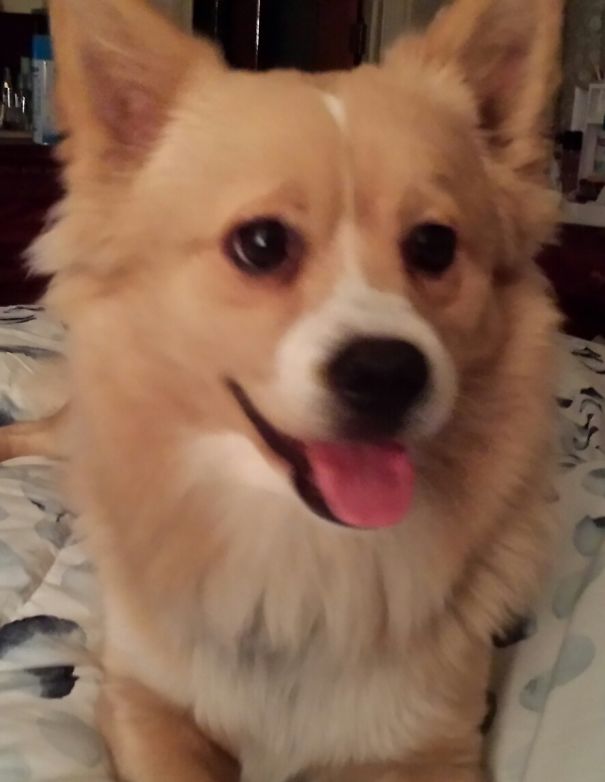 "teddy" - American Eskimo/cocker Spaniel/jack Russell Mix