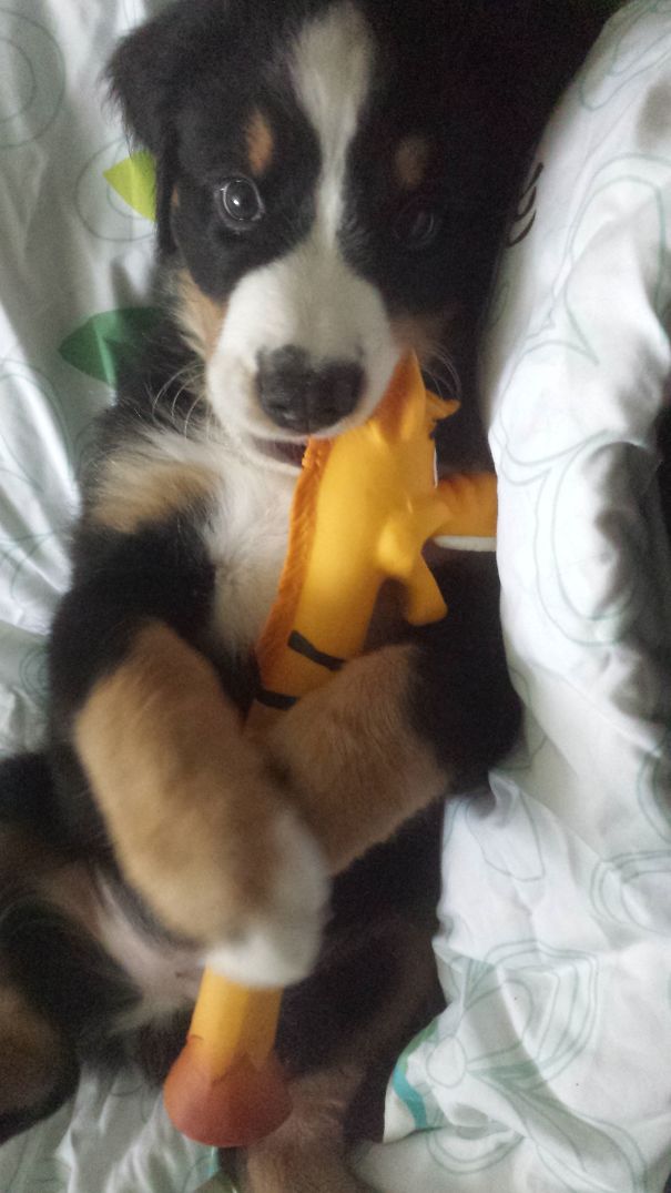 Bernese Mou Zntain Dog