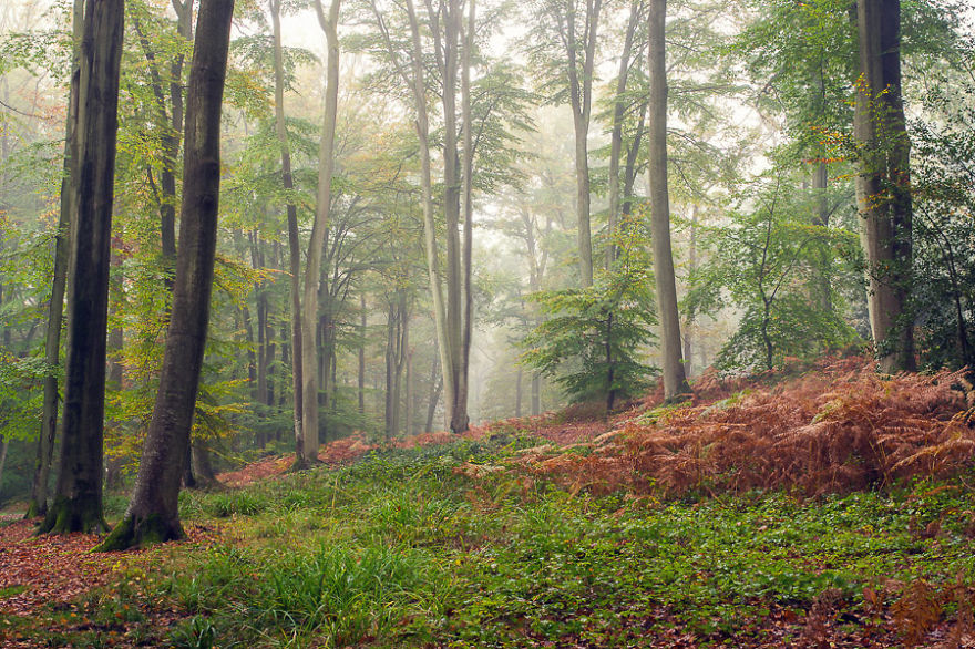 The Giant Tree Of Halatte Forest, France