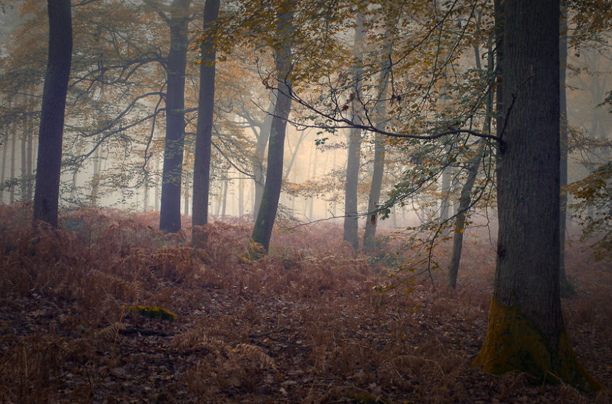 Hallate Forest In France