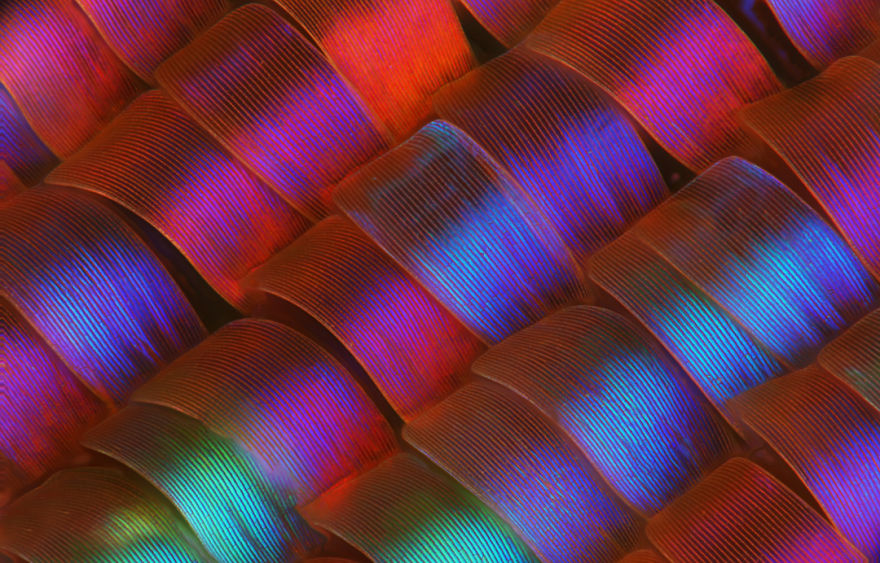 Wing Scales On A Sunset Moth