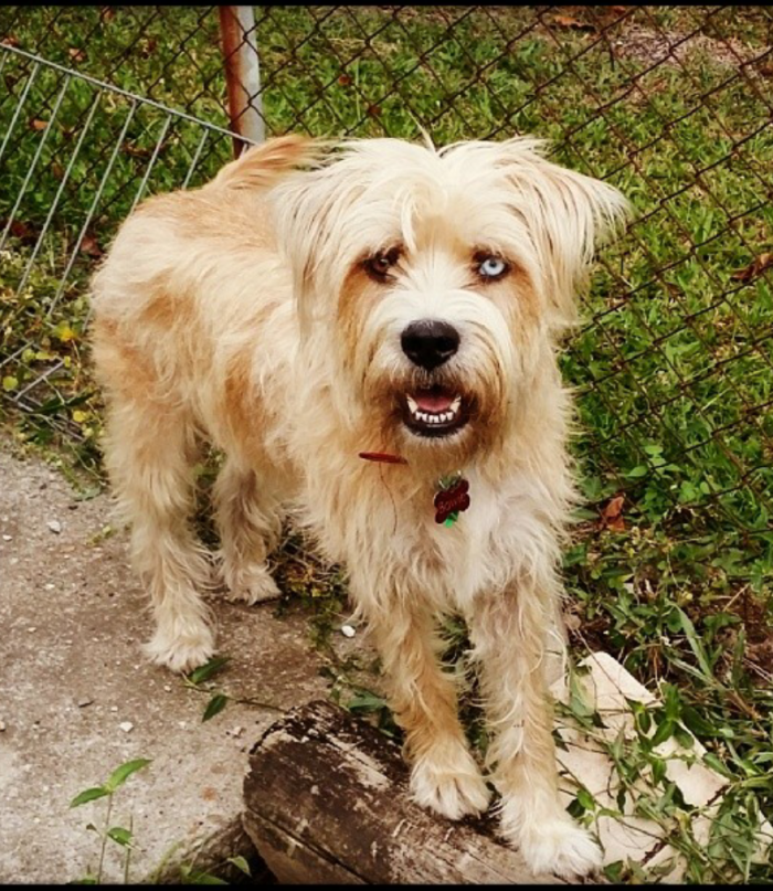 Bowie (husky/boxer/shih Tzu/staffy)