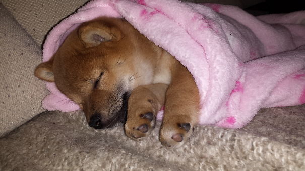 Shiba Inu Puppy Takes A Nappy