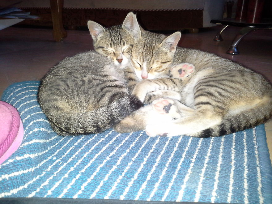 Cori And Bantam Sisterly Love