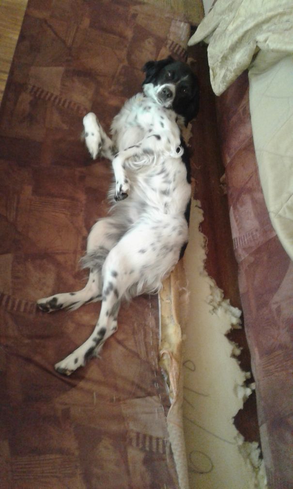 She Just Loves To Eat Our Couch When We Are Out.